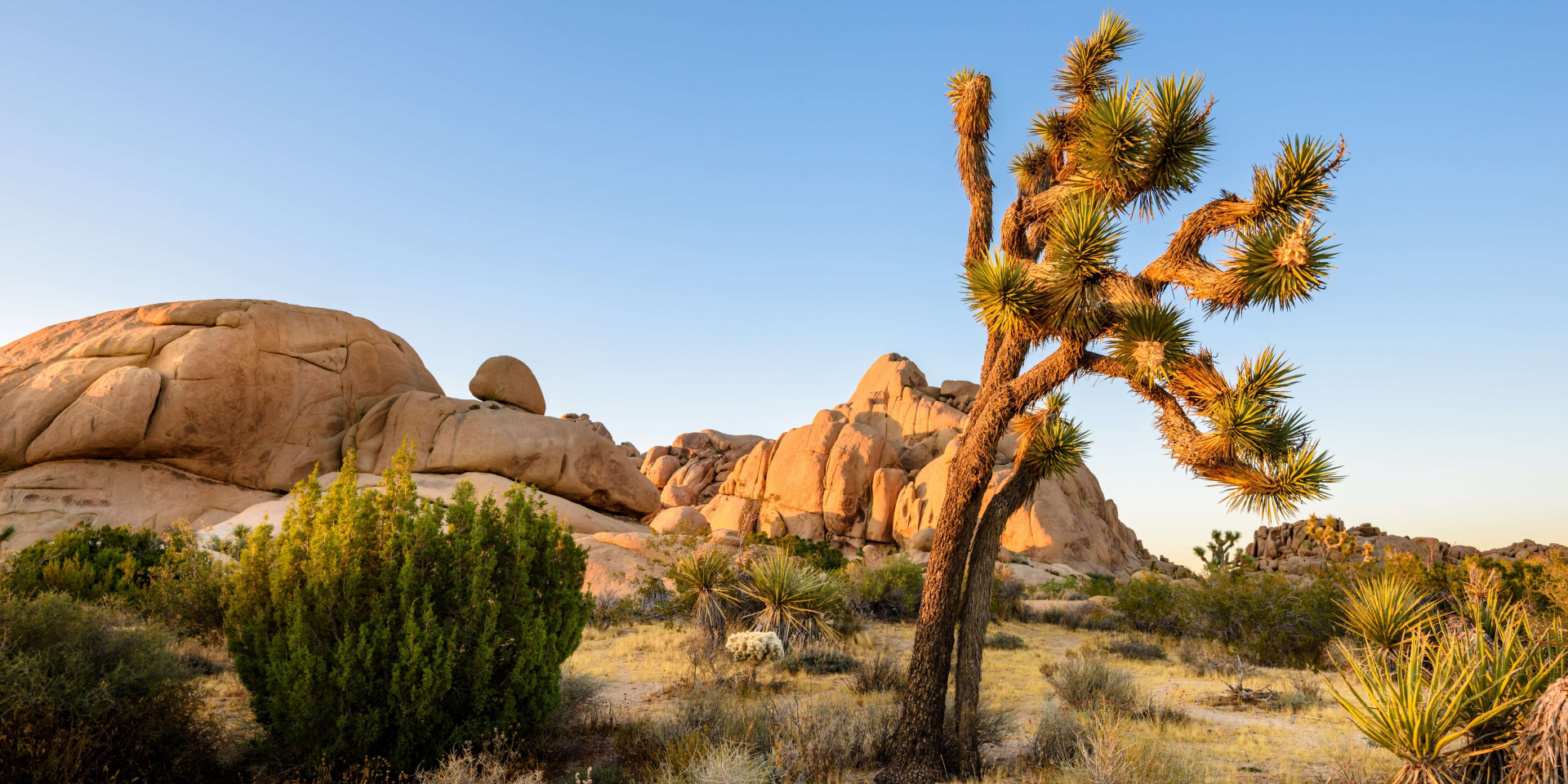 joshua tree